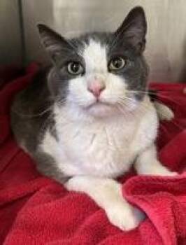 Elmer -  Domestic Short Hair Cat for Adoption in Redmond, Oregon - Elmer | PetCurious