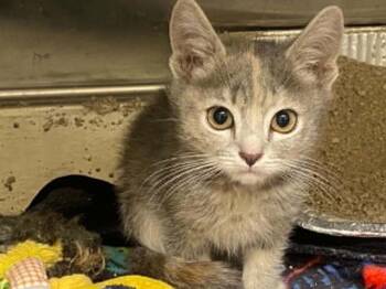 LITTLE MISS -  Domestic Short Hair Cat for Adoption in Tustin, California - LITTLE MISS | PetCurious