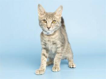 ECLIPSE -  Domestic Short Hair Cat for Adoption in Phoenix, Arizona - ECLIPSE | PetCurious
