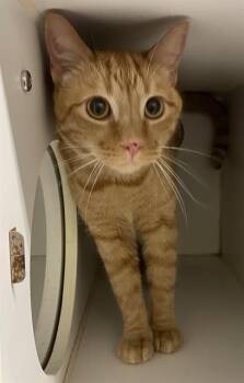 Domestic Short Hair Cats Available for Adoption in Modesto, California - NACHO | PetCurious