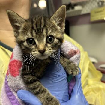 London -  Domestic Short Hair Cat for Adoption in Salt Lake City, Utah - London | PetCurious