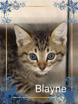 Rescue Domestic Short Hair Cats for Adoption in Bowie, Texas - Blayne | PetCurious