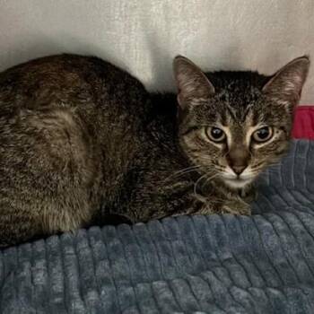Rescue Domestic Short Hair Cats for Adoption in Allegan, Michigan - Evalin | PetCurious