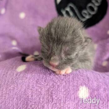 Teddy -  Domestic Short Hair Cat for Adoption in Huntsville, Alabama - Teddy | PetCurious