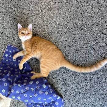 Butterfly -  Domestic Medium Hair Cat for Adoption in Mondovi, Wisconsin - Butterfly | PetCurious