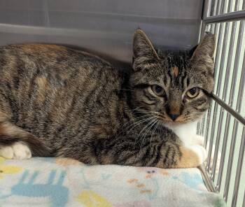 Rescue Domestic Short Hair Cats for Adoption in La Crescent, Minnesota - SNICKERS | PetCurious