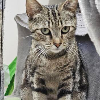 Toototsie -  Domestic Short Hair Cat Available for Adoption in Buffalo, New York - Toototsie | PetCurious