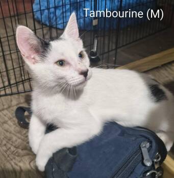 Tambourine -  Domestic Short Hair Cat for Adoption in Saugerties, New York - Tambourine | PetCurious