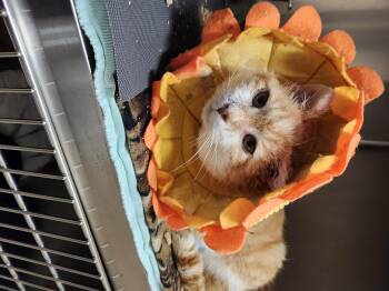 Rescue Domestic Short Hair Cats for Adoption in Renfrew, Pennsylvania - Swirl | PetCurious