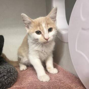 Mo -  Domestic Short Hair Cat for Adoption in Dayton, Ohio - Mo | PetCurious