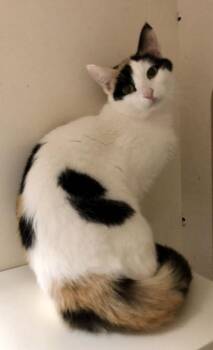 Rescue Calico Cats for Adoption in Napa, California - Lovey ( Petco) | PetCurious