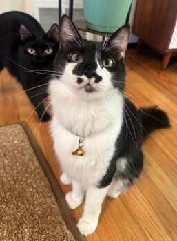 Ariel -  Domestic Medium Hair Cat for Adoption in San Francisco, California - Ariel | PetCurious
