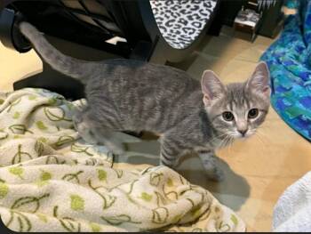 Onyx -  Domestic Short Hair Cat for Adoption in Lincoln, Nebraska - Onyx | PetCurious