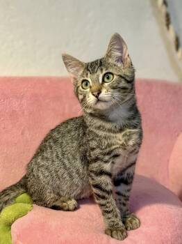 Rescue Domestic Short Hair and Tabby Cats for Adoption in Vallejo, California - Cupcake | PetCurious