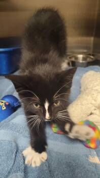 Lakin -  Domestic Short Hair Cat for Adoption in Great Bend, Kansas - Lakin | PetCurious