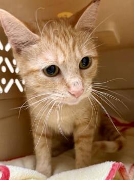 Domestic Short Hair Cats Available for Adoption in San Antonio, Texas - CINNAMON TOAST | PetCurious