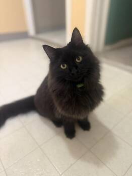 Domestic Long Hair Cats Available for Adoption - Eclipse William | PetCurious