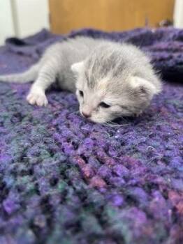 Domestic Short Hair Cats Available for Adoption in Gainesville, Florida - Stormy | PetCurious