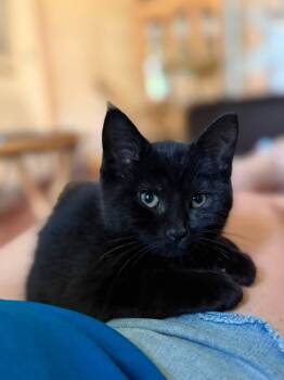 Louisa -  Domestic Short Hair Cat for Adoption in Cleveland, Ohio - Louisa | PetCurious