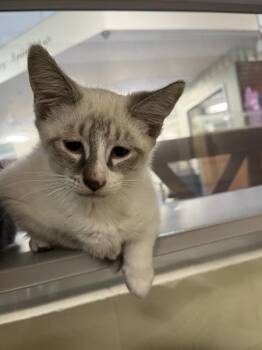 Firefly -  Domestic Short Hair Cat for Adoption in Stratham, New Hampshire - Firefly | PetCurious