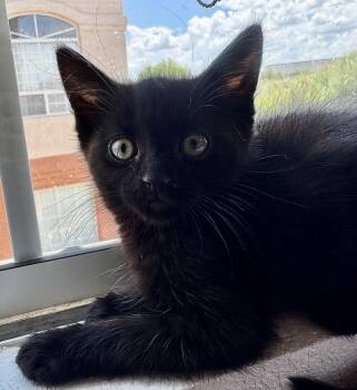 Dip -  Domestic Short Hair Cat for Adoption in Green Valley, Arizona - Dip | PetCurious