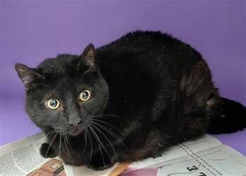 Domestic Medium Hair Cats Available for Adoption - MOTO MOTO | PetCurious