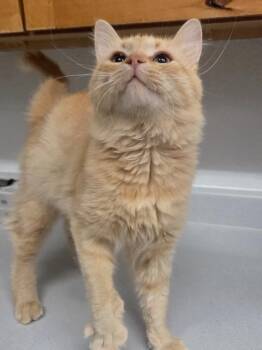 Dax -  Domestic Short Hair Cat for Adoption in Salmon, Idaho - Dax | PetCurious
