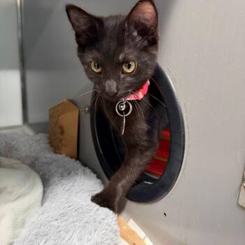 WV2339 Chime -  Domestic Short Hair Cat for Adoption in Port Washington, New York - WV2339 Chime | PetCurious