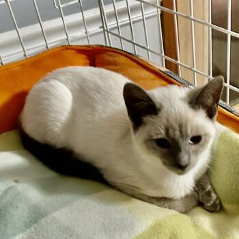 Ella -  Siamese and Domestic Medium Hair Cat for Adoption in Carmel, Indiana - Ella | PetCurious