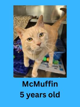 Domestic Short Hair Cats Available for Adoption in Ravenna, Ohio - McMuffin | PetCurious