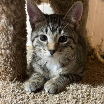 Rescue Domestic Short Hair Cats for Adoption in Watertown, Wisconsin - Guiseppe | PetCurious
