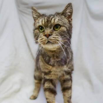 Manx Cats Available for Adoption in Versailles, Kentucky - Stephen | PetCurious