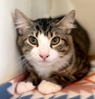 Domestic Short Hair Cats Available for Adoption - WHISKERS | PetCurious