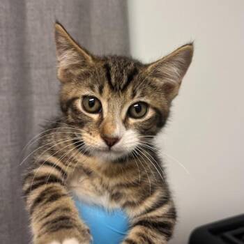 Ocean -  Domestic Short Hair Cat for Adoption in Hattiesburg, Mississippi - Ocean | PetCurious