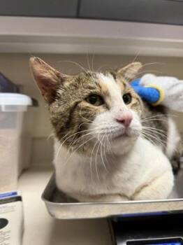 Handsome Harold -  Domestic Short Hair Cat for Adoption in Wichita, Kansas - Handsome Harold | PetCurious
