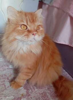 Simone -  Persian and Himalayan Cat for Adoption in Brampton, Ontario - Simone | PetCurious