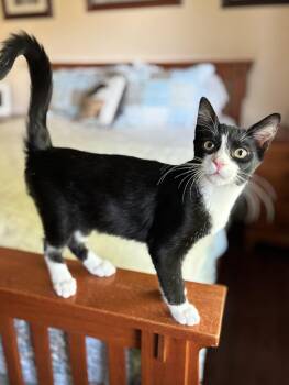 Jackson TuxBoy -  Tuxedo and Domestic Short Hair Cat for Adoption in Walnut Creek, California - Jackson TuxBoy | PetCurious