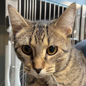 Rescue Domestic Short Hair Cats for Adoption in Baltimore, Maryland - Sassy Pants | PetCurious