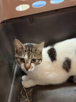 Cupcake -  Domestic Short Hair Cat for Adoption in Baraboo, Wisconsin - Cupcake | PetCurious
