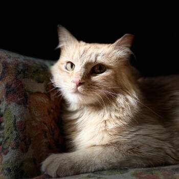 Mercury -  Domestic Long Hair Cat for Adoption in Rossville, Georgia - Mercury | PetCurious