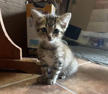 Buddy -  Tabby Cat for Adoption in Melbourne, Arkansas - Buddy | PetCurious