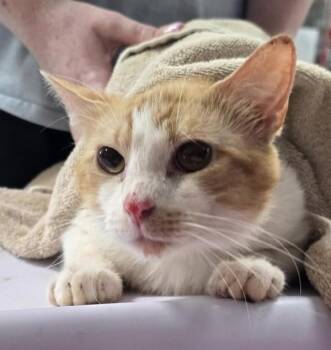 Braden -  Domestic Short Hair Cat for Adoption in Vancouver, Washington - Braden | PetCurious
