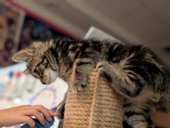 Ronald -  Domestic Short Hair Cat for Adoption in Cumming, Georgia - Ronald | PetCurious