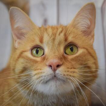 Tinker -  Tabby and Domestic Short Hair Cat for Adoption in Huntley, Illinois - Tinker | PetCurious