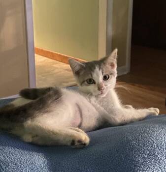 Cher -  Domestic Short Hair Cat for Adoption - Cher | PetCurious