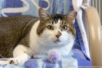 Rescue Domestic Short Hair Cats for Adoption in Bloomfield, Connecticut - Walter And Jesse | PetCurious
