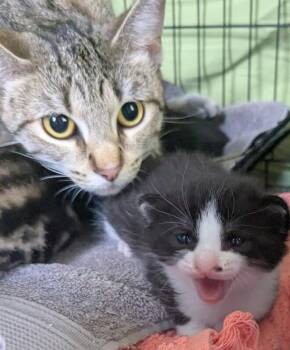 Singe -  Domestic Short Hair Cat for Adoption in Grand Rapids, Michigan - Singe | PetCurious