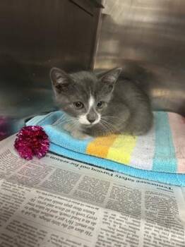 Chest -  Domestic Short Hair Cat for Adoption in Houston, Texas - Chest | PetCurious