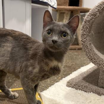 Winifred -  Domestic Short Hair Cat for Adoption in Louisville, Kentucky - Winifred | PetCurious