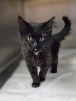 Scrabble -  Domestic Long Hair and Domestic Short Hair Cat for Adoption in Westland, Michigan - Scrabble | PetCurious